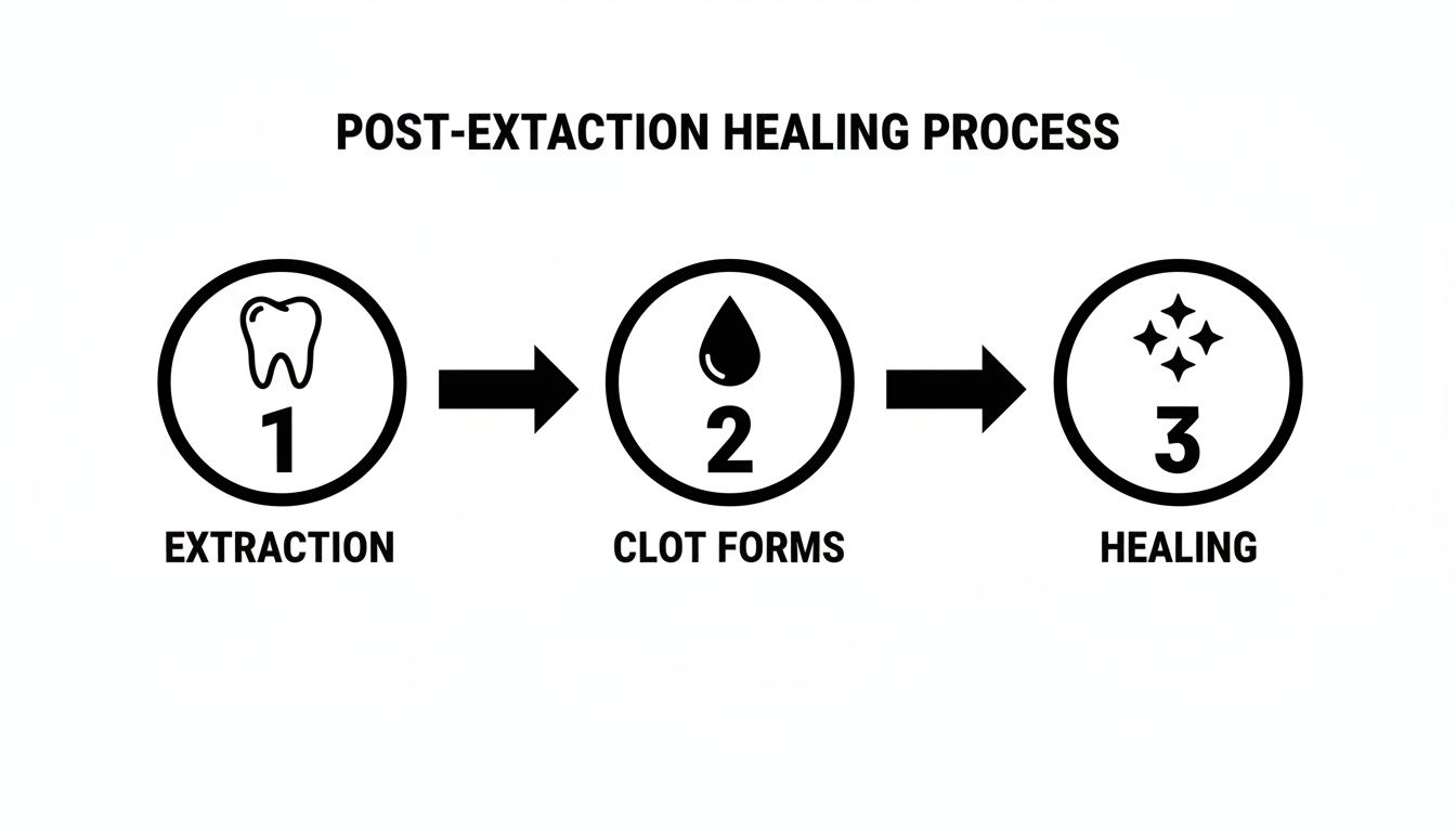 A three-step diagram illustrates the post-extraction healing process: 1. Tooth extraction, 2. Blood clot forms, 3. Healing.